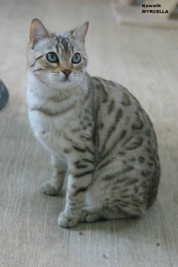 chatte bengal snow